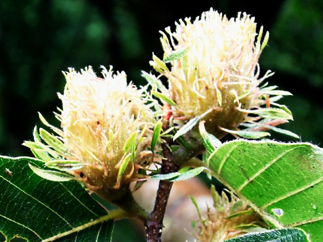 Fagus sylvatica