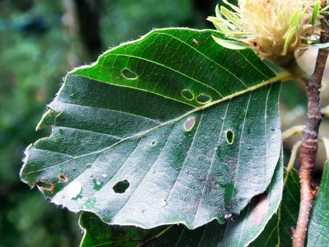 Fagus sylvatica