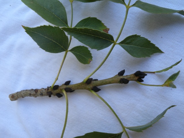 Fraxinus excelsior