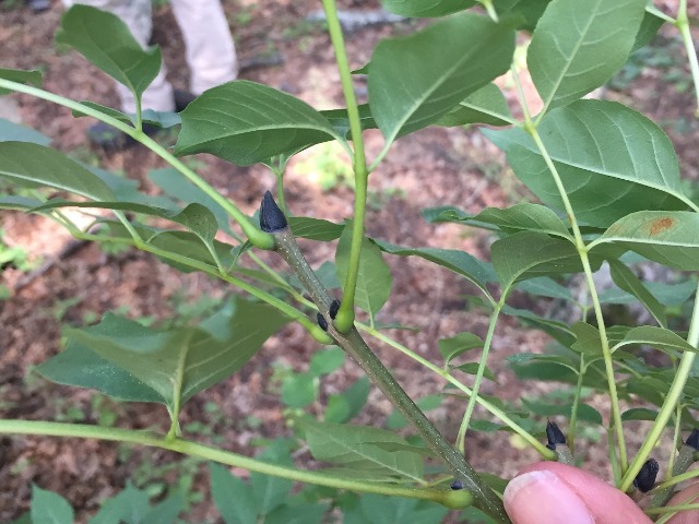 Fraxinus excelsior