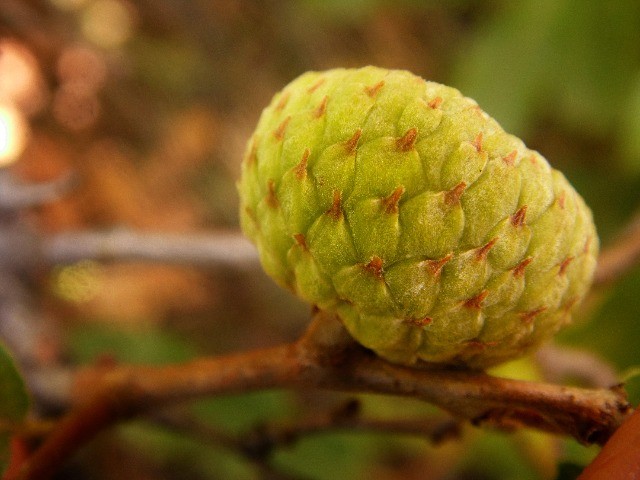 Quercus trojana