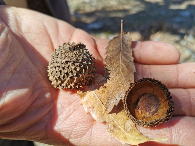 Quercus trojana