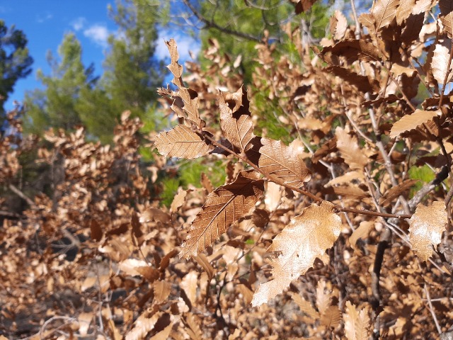 Quercus trojana