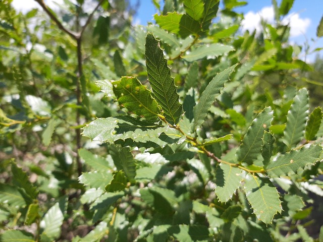 Quercus trojana