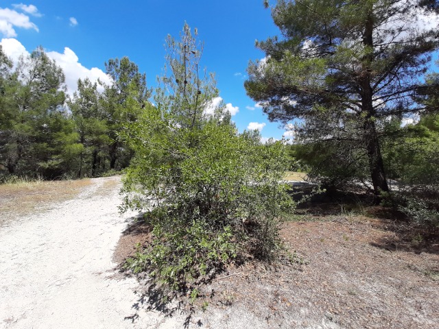 Quercus trojana