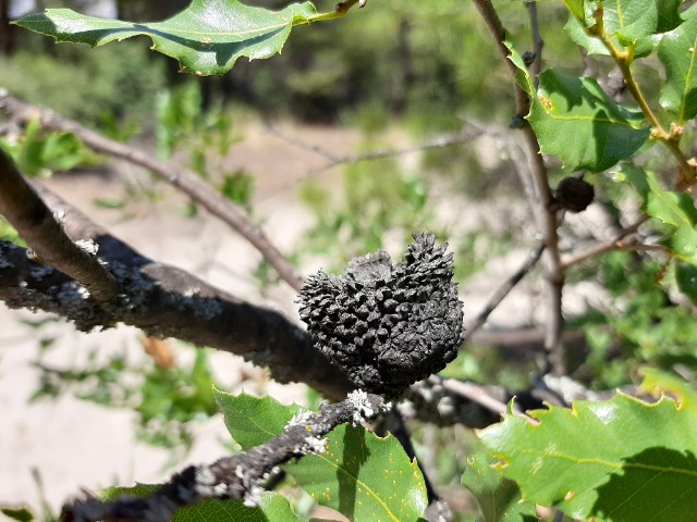 Quercus trojana