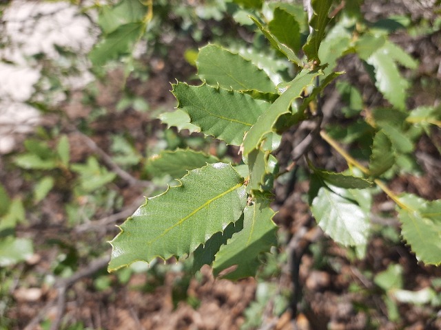 Quercus trojana