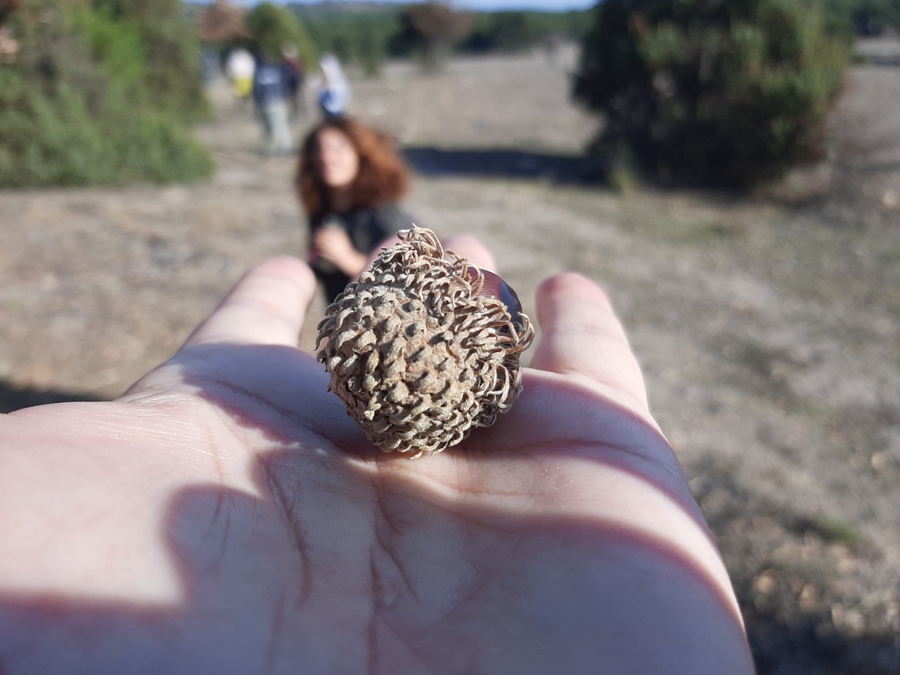 Quercus trojana