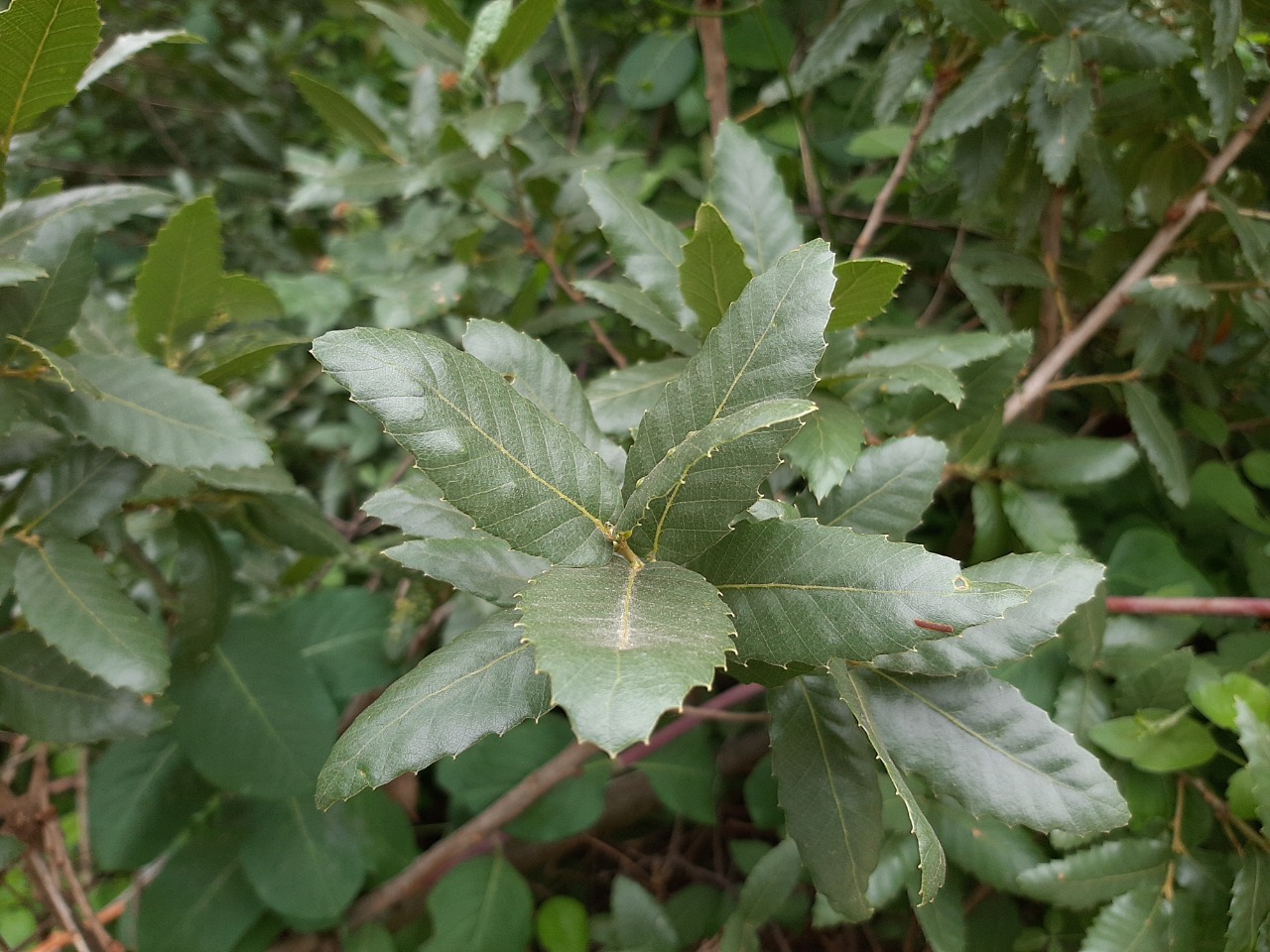 Quercus trojana