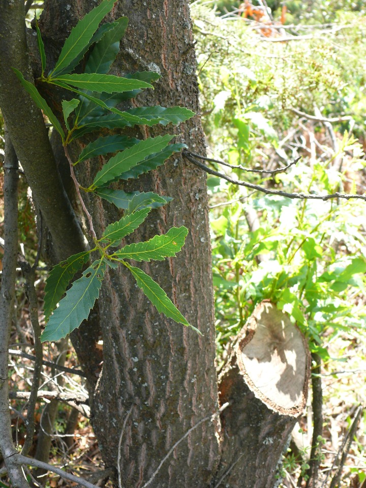 Quercus trojana