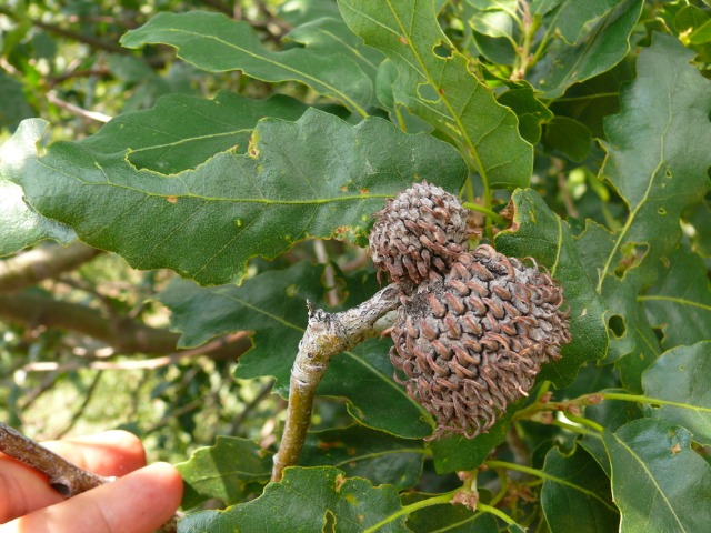 Quercus trojana