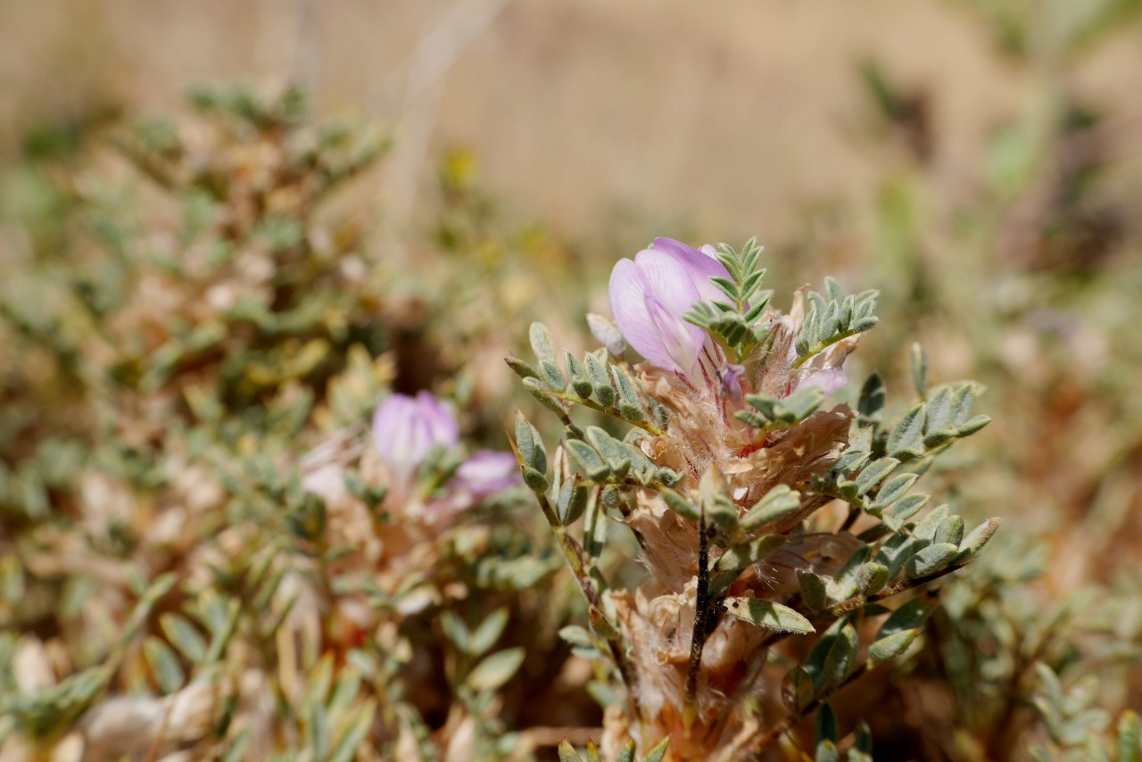 Astragalus kurdicus