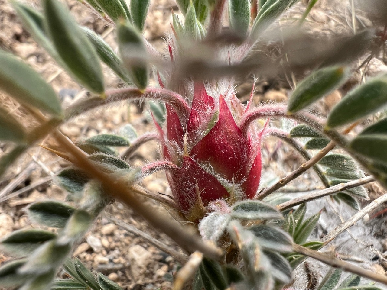 Astragalus kurdicus