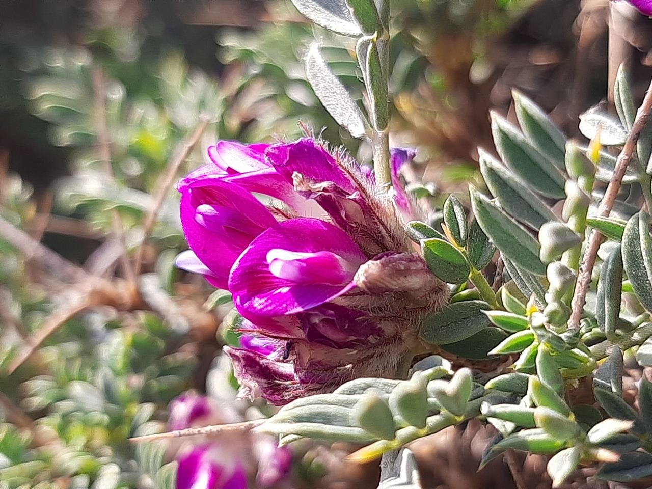 Astragalus kurdicus