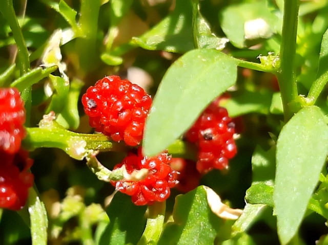 Chenopodium foliosum