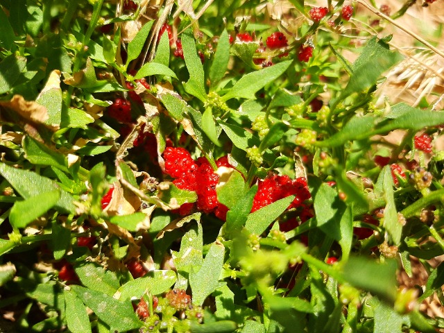 Chenopodium foliosum