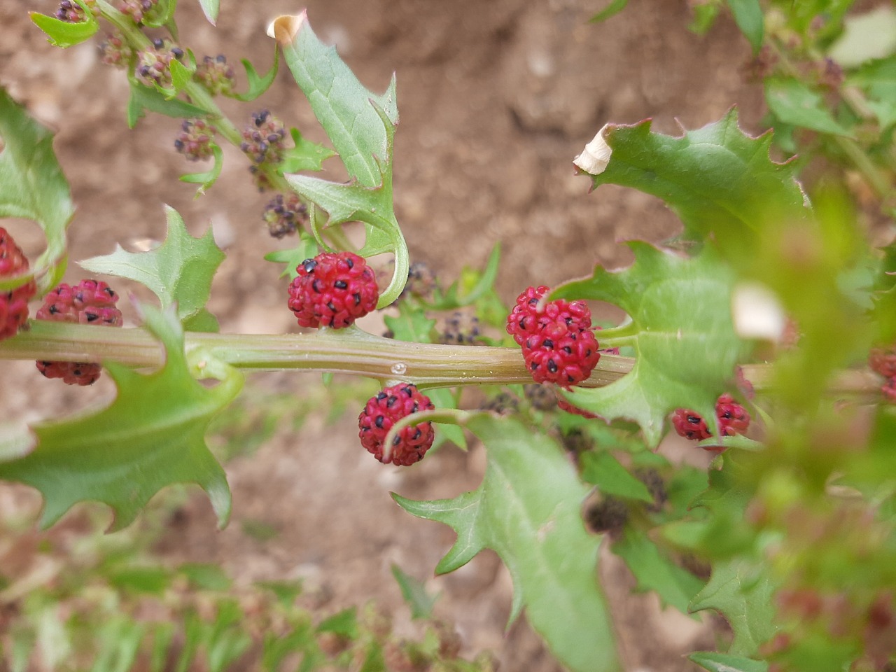Chenopodium foliosum