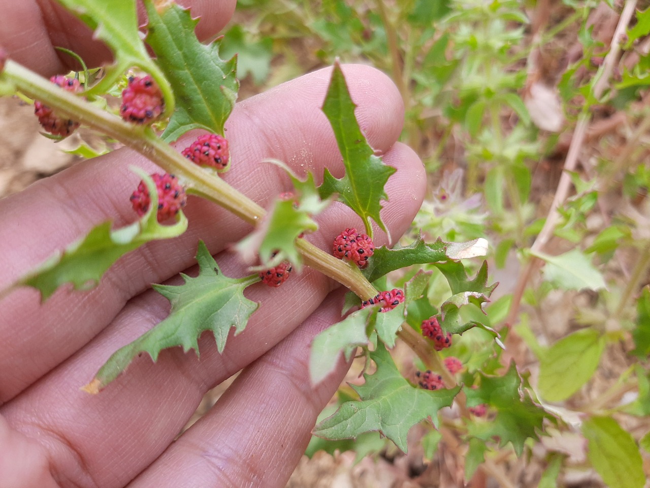 Chenopodium foliosum