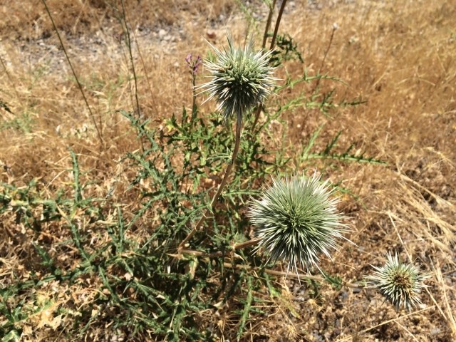 Echinops sp.