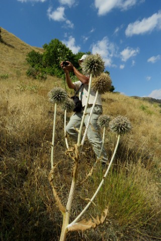 Echinops sp.