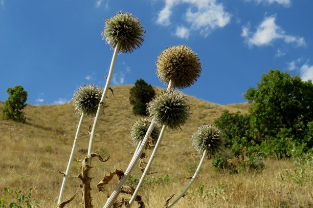 Echinops sp.