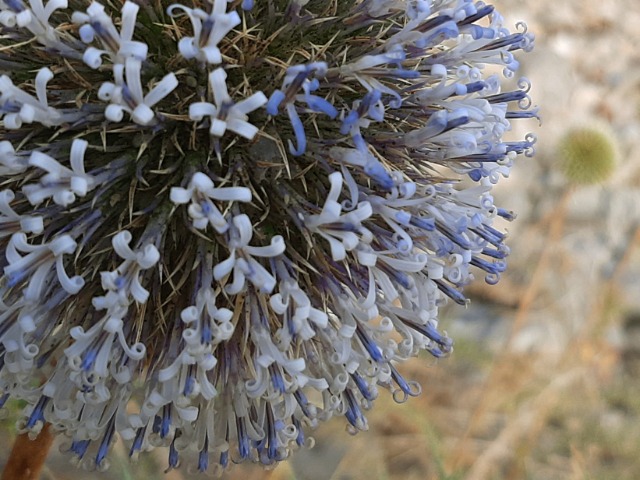 Echinops sp.