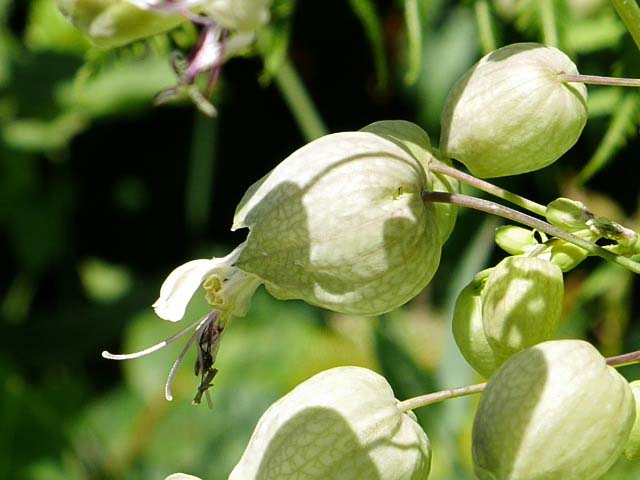 Silene vulgaris