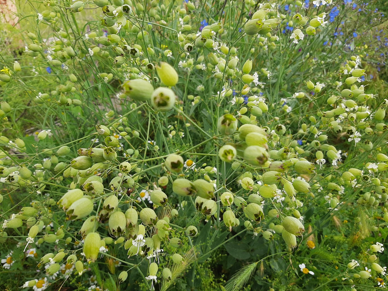 Silene vulgaris