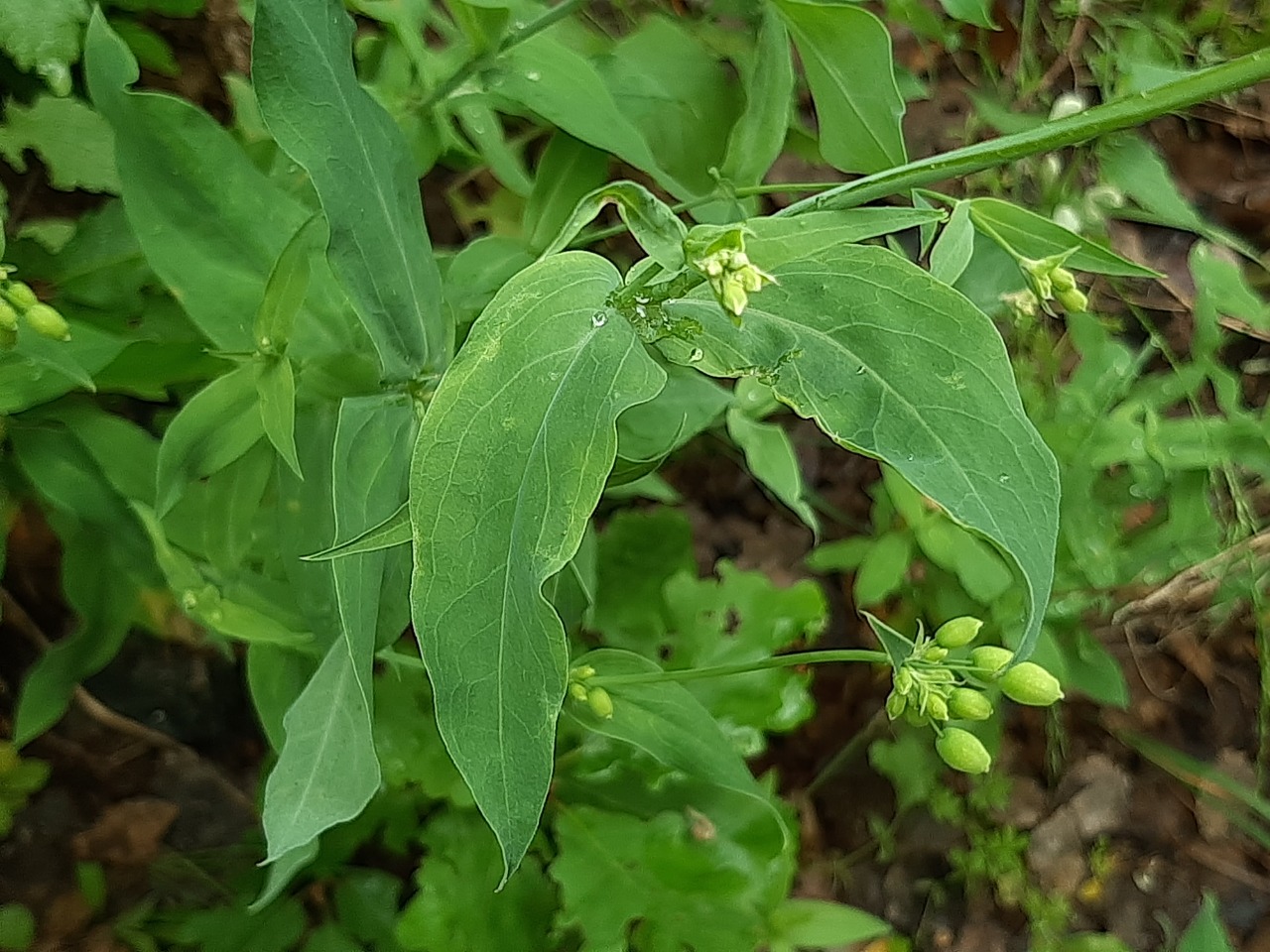 Silene vulgaris