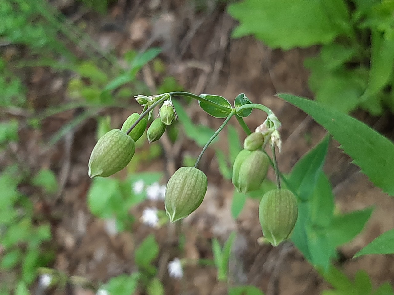 Silene vulgaris