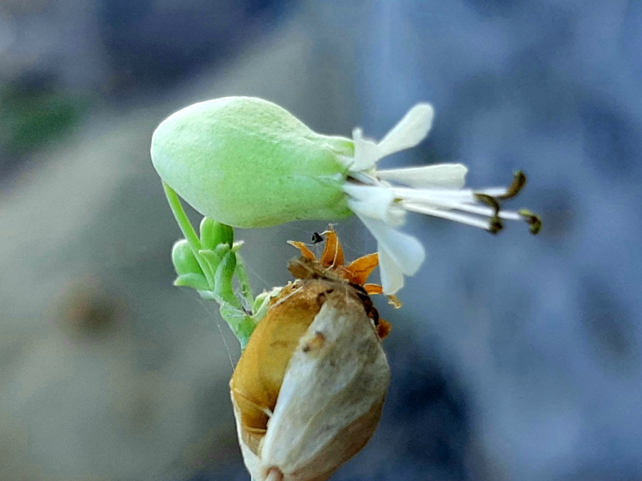 Silene vulgaris
