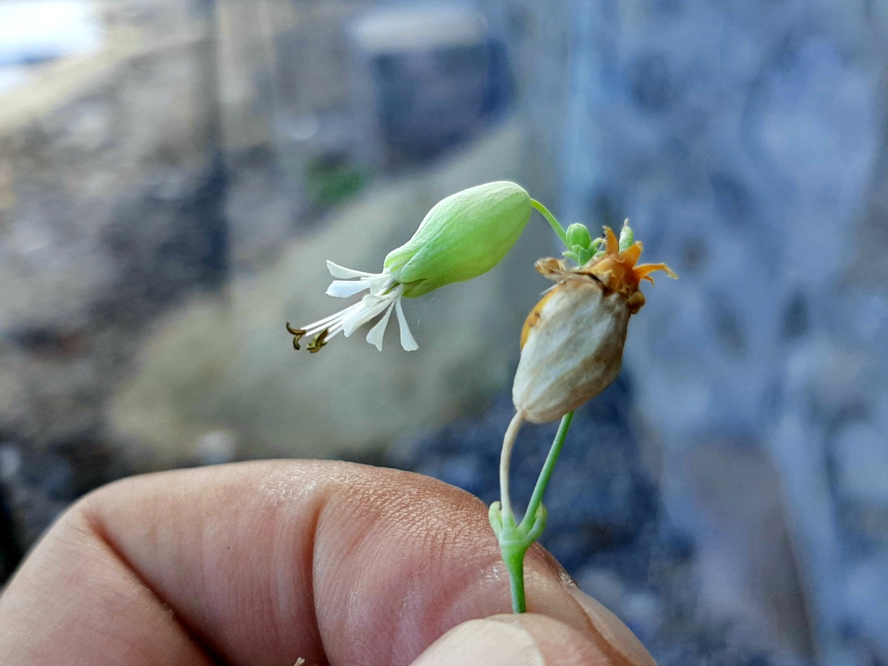 Silene vulgaris