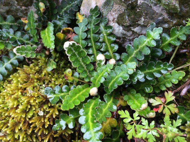 Asplenium ceterach