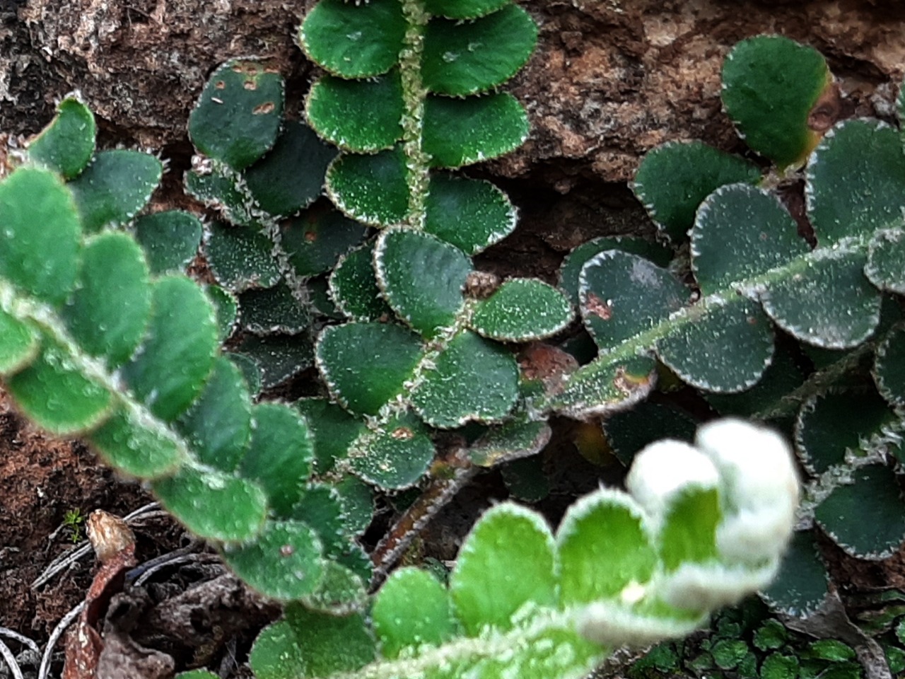 Asplenium ceterach