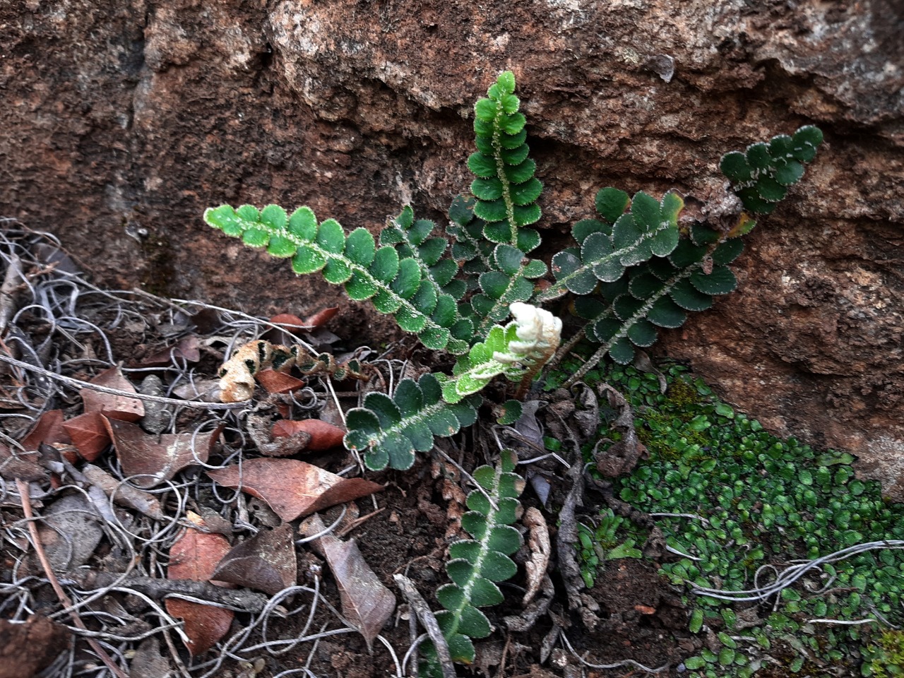 Asplenium ceterach