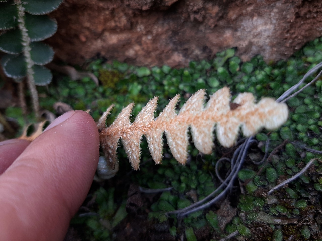 Asplenium ceterach