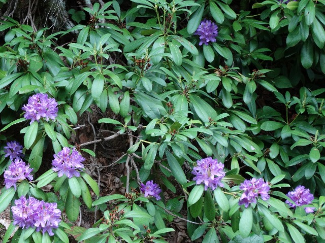 Rhododendron ponticum
