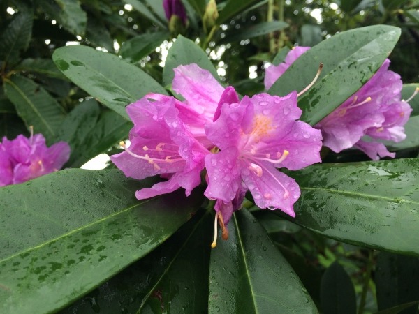 Rhododendron ponticum
