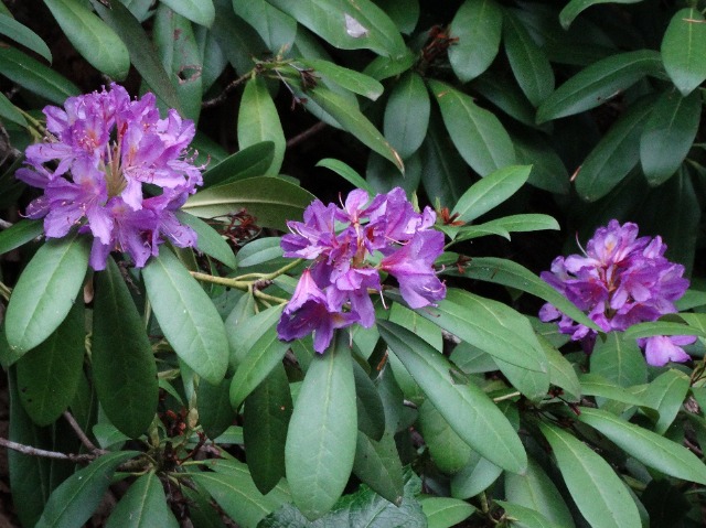 Rhododendron ponticum