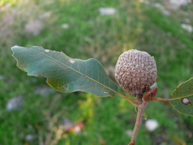 Quercus infectoria