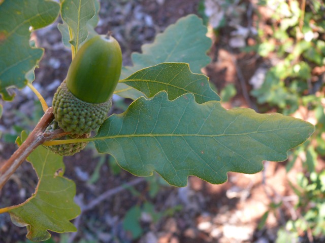Quercus infectoria