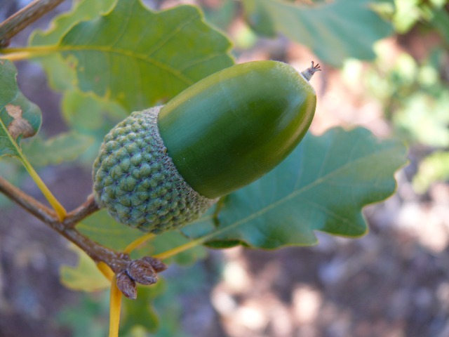 Quercus infectoria