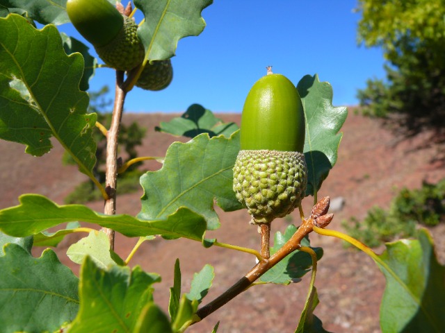 Quercus infectoria