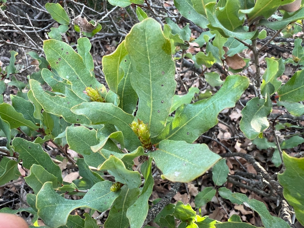 Quercus infectoria