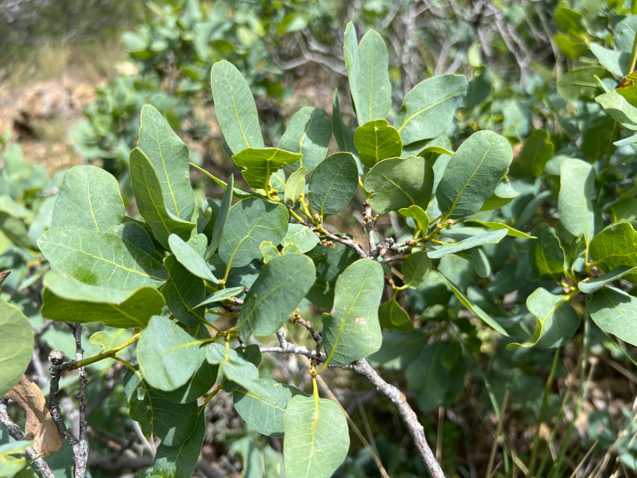 Quercus infectoria