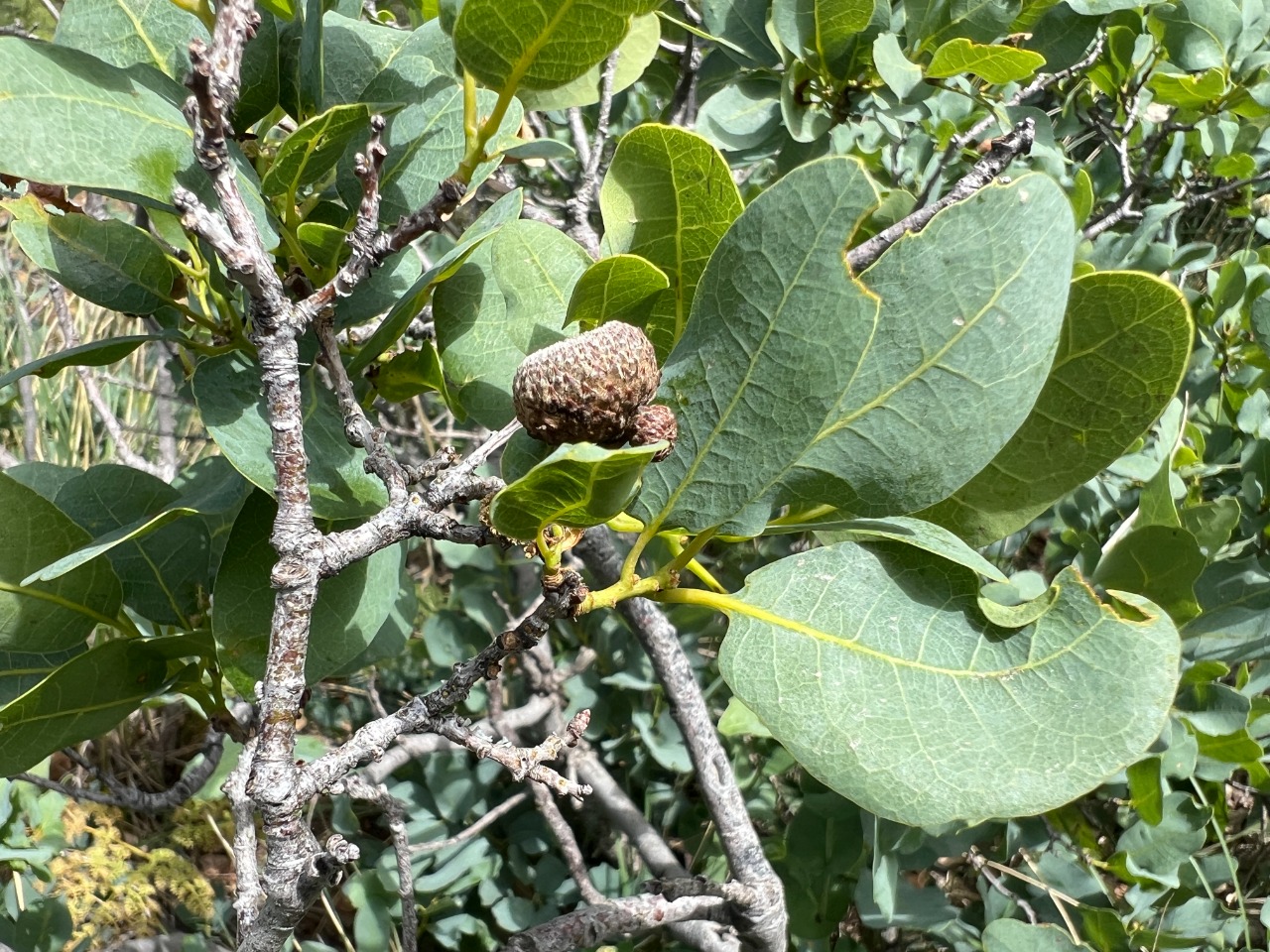 Quercus infectoria