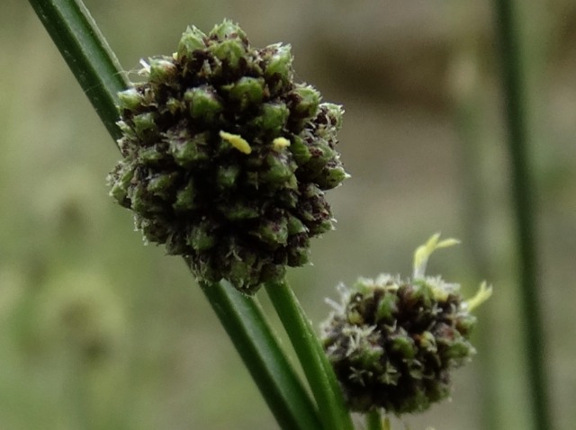 Juncus sp.