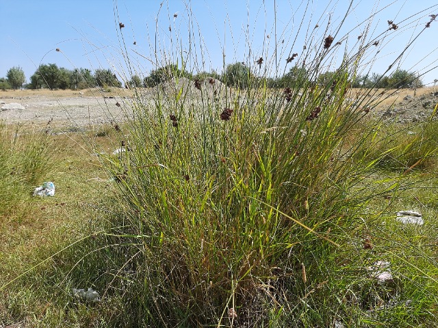 Juncus sp.