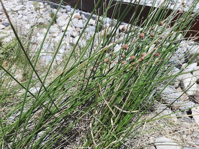 Juncus sp.