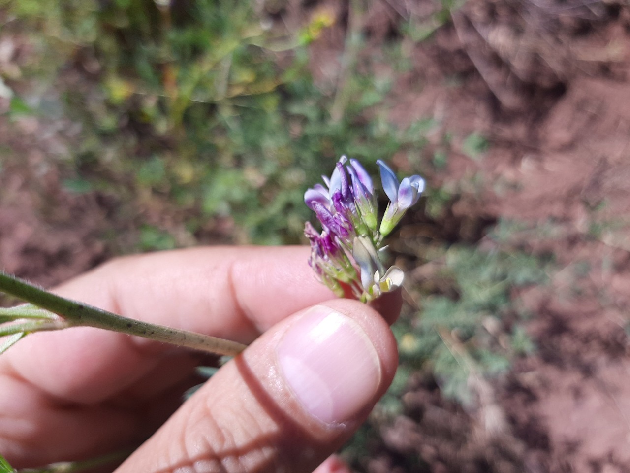 Medicago sativa